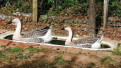 Crédits photo : Debailleul