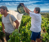 Marché des Vendanges