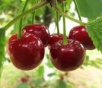 Vente de cerises