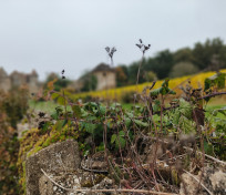 Journées du patrimoine au Château Pontus de Tyard