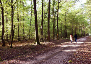 La Forêt 