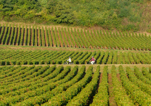 Boucle 5 : De la pierre à la vigne