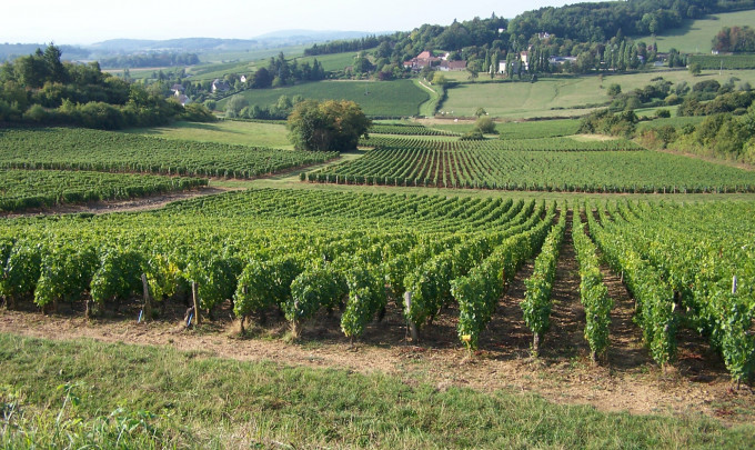 Crédits photo : © Domaine des Moirots