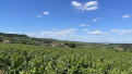 Vignes, ©LucieCaillaud