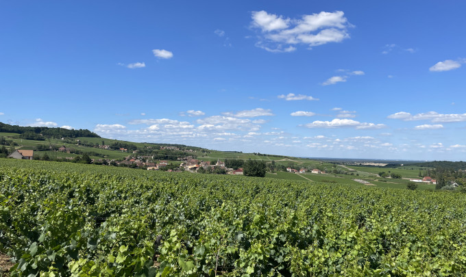 Vignes, ©LucieCaillaud